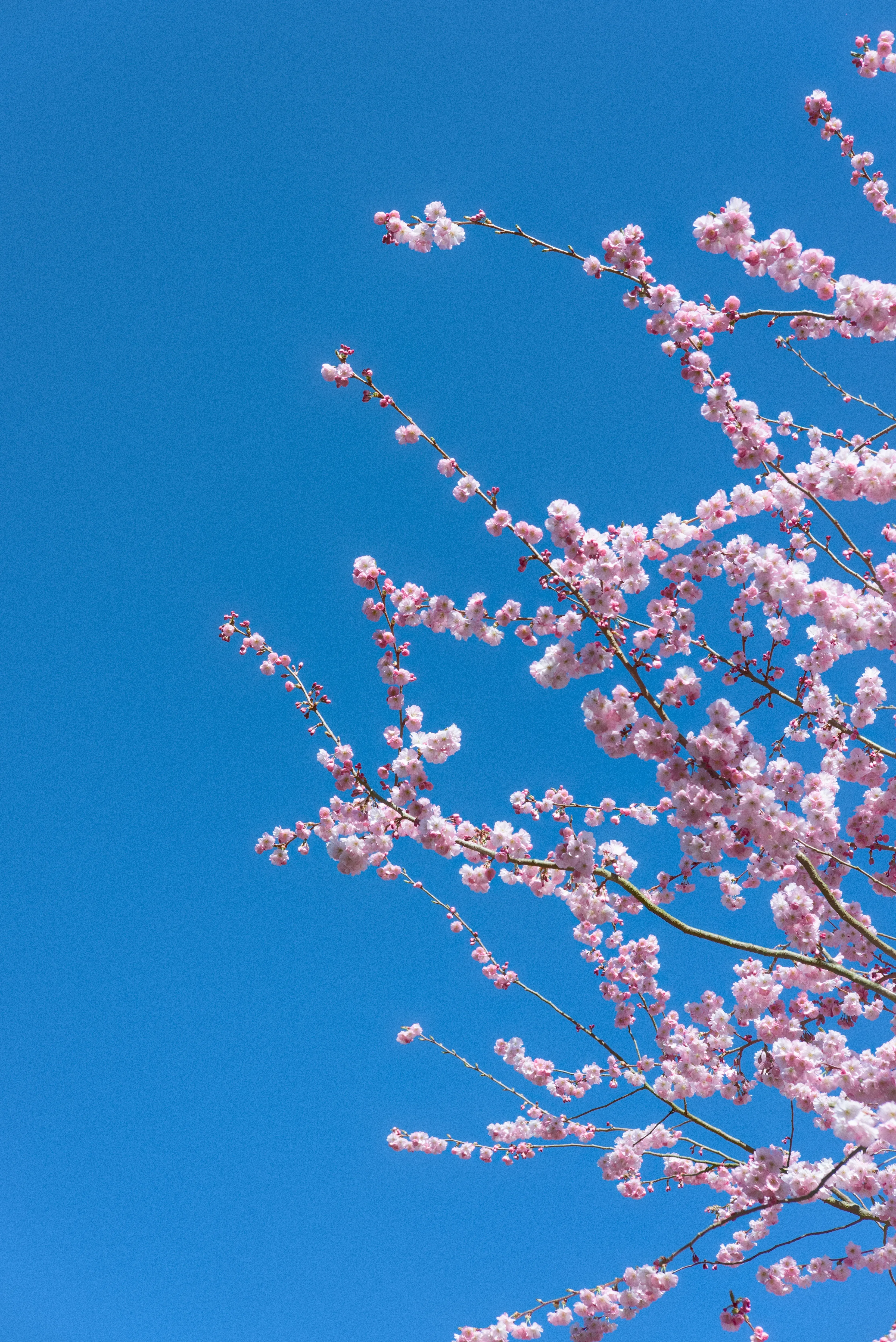 Blossom