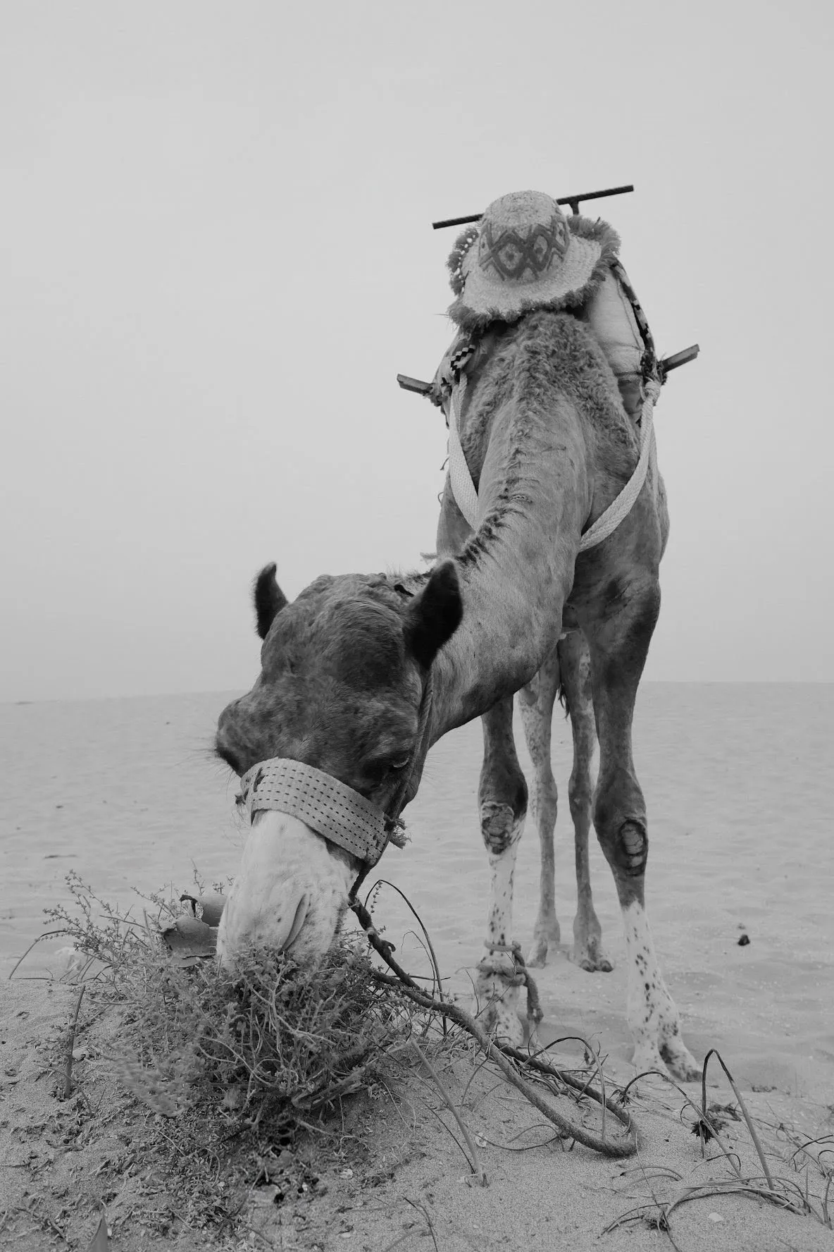 Camel